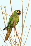 Yellow-collared Macaw